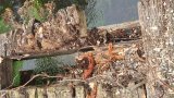 Abriss Bachbrücke 20251013_095418
