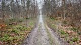 Hochwasser im Mooswald 2021-03