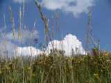 Wiese und Wolken