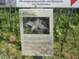 Kräuterwanderung 2008-04