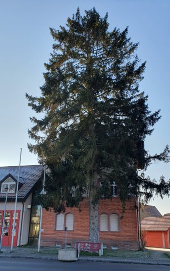 Feuerwehrtanne 2025