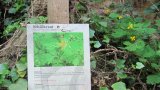 Kräuterwanderung 2014-08