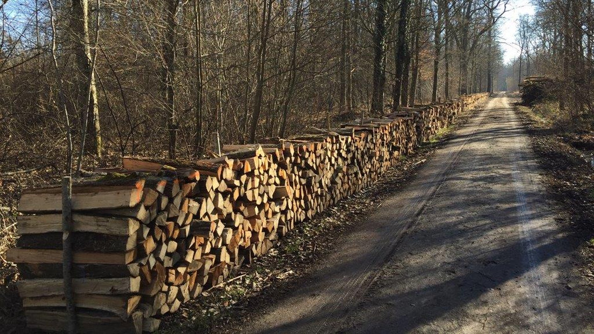 Weiter zu Buergerholz