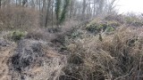 Warten auf's Mulchen 10