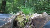Waldbegehung 2011-16