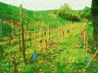 Weinberg als Kunst