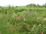Weinberge reben_blume